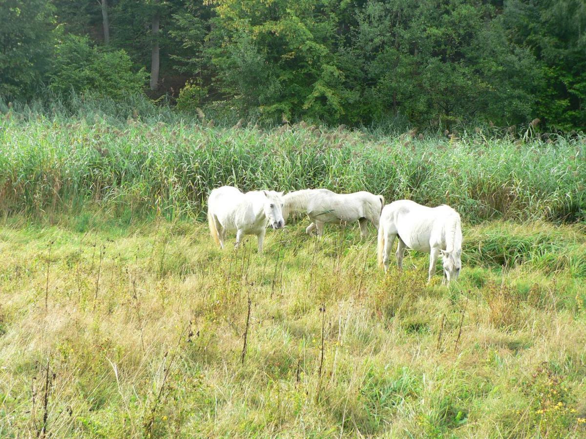 Gaestehaus Cheval Blanc Lorch am Rhein Luaran gambar